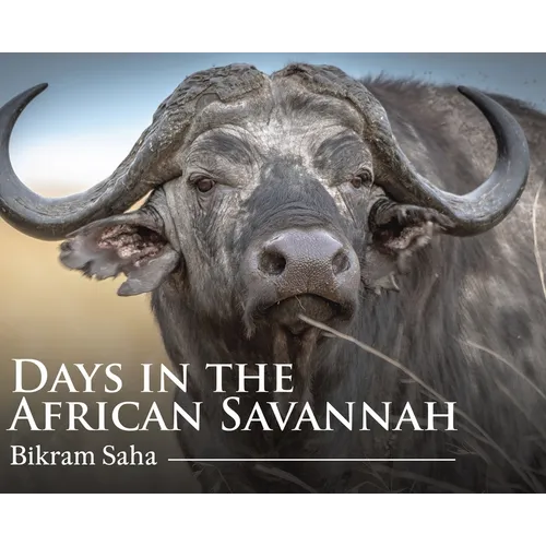 Days in the African Savannah