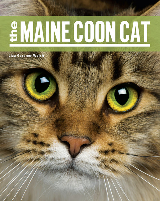 The Maine Coon Cat - Paperback