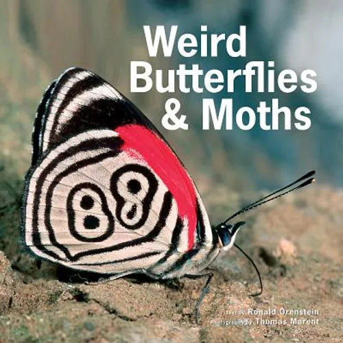 Weird Butterflies and Moths - Hardcover