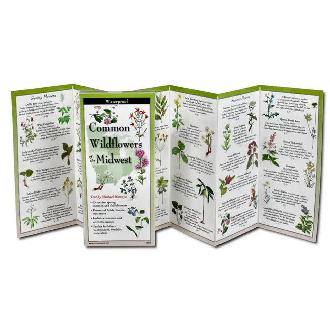 Common Wildflowers of the Midwest