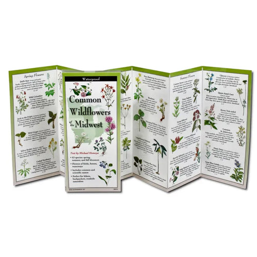 Common Wildflowers of the Midwest