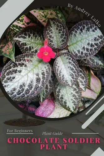 Chocolate Soldier Plant: Plant Guide - Paperback