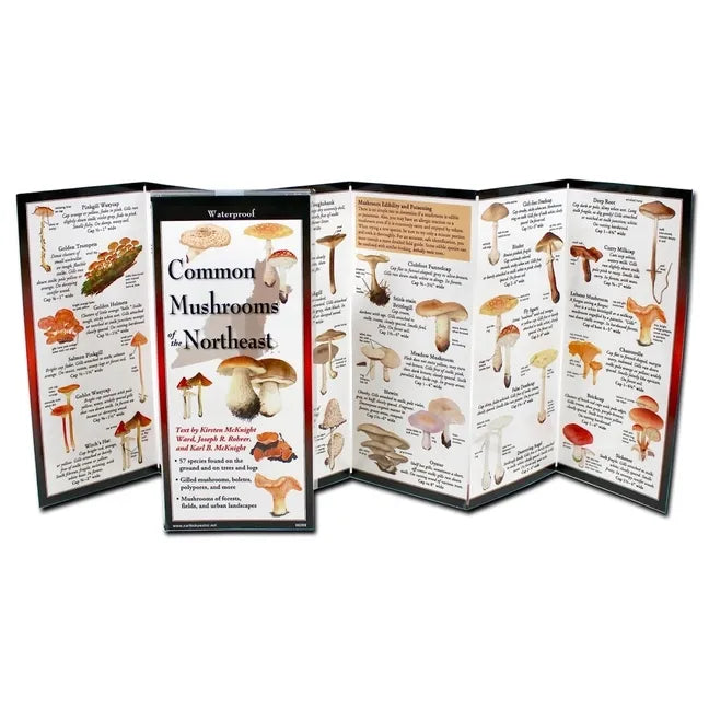 Common Mushrooms of the Northeast