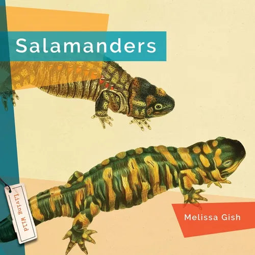 Salamanders - Paperback