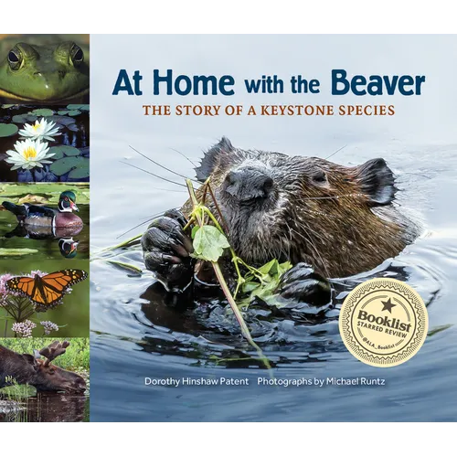 At Home with the Beaver: A Story of a Keystone Species - Paperback