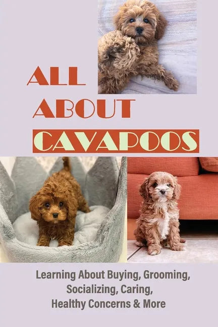All About Cavapoos: Learning About Buying, Grooming, Socializing, Caring, Healthy Concerns & More: How To Breed Cavapoo - Paperback