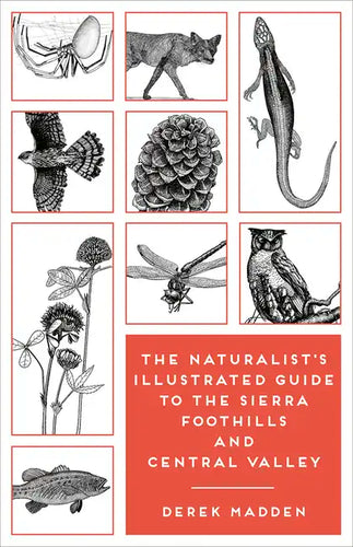 The Naturalist's Illustrated Guide to the Sierra Foothills and Central Valley - Paperback