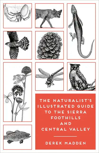 The Naturalist's Illustrated Guide to the Sierra Foothills and Central Valley - Paperback