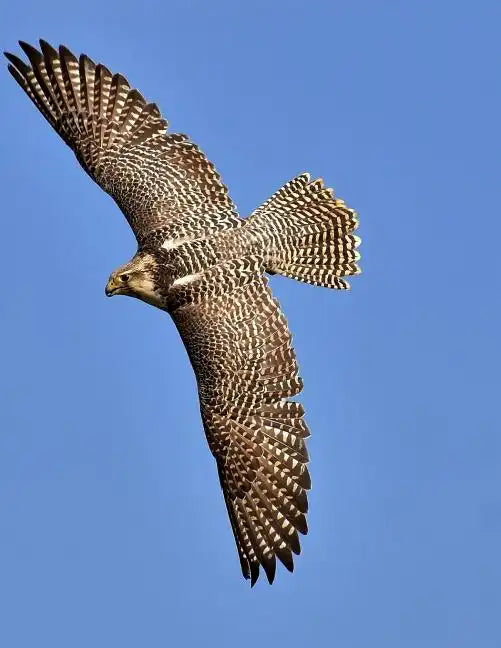 Falcon: Birds of Prey in the Genus Falco, Which Includes about 40 Species. Falcons Are Widely Distributed on All Continents of - Paperback
