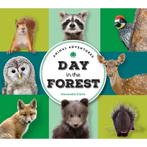 Animal Adventures: Day in the Forest - Board Book