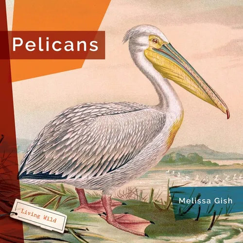 Pelicans - Hardcover