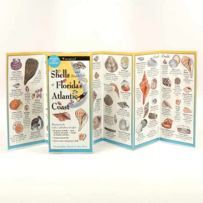 Shells and Beach Life of Florida's Atlantic Coast