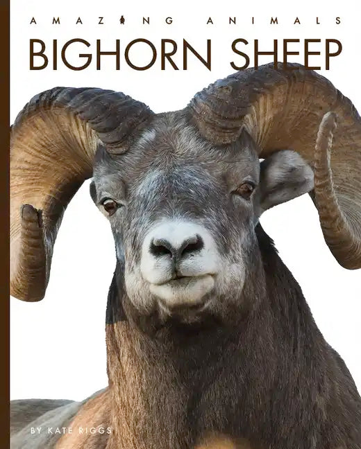 Bighorn Sheep - Paperback