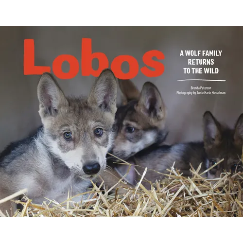 Lobos: A Wolf Family Returns to the Wild - Hardcover