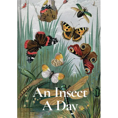 An Insect a Day - Hardcover