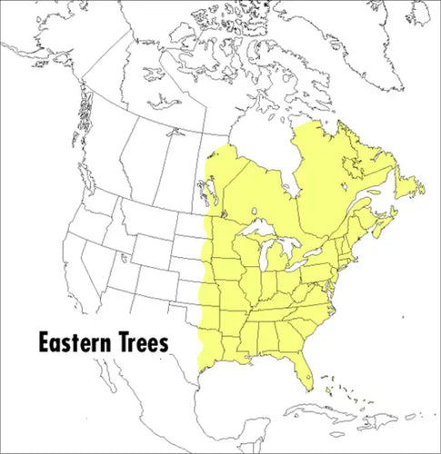 A Peterson Field Guide to Eastern Trees: Eastern United States and Canada, Including the Midwest - Paperback