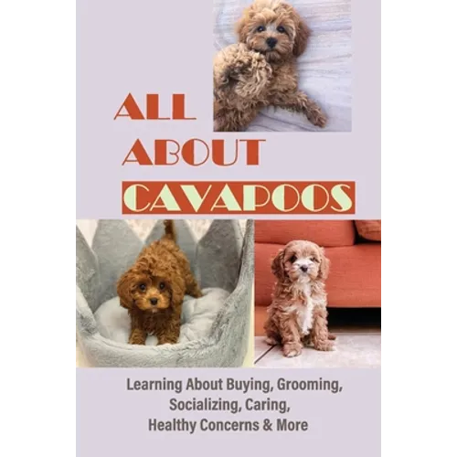 All About Cavapoos: Learning About Buying, Grooming, Socializing, Caring, Healthy Concerns & More: How To Breed Cavapoo - Paperback