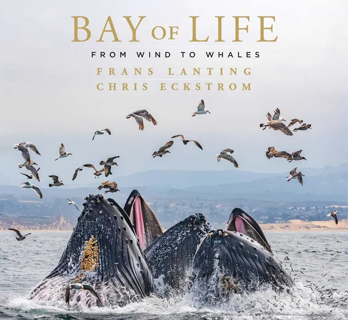 Bay of Life: From Wind to Whales - Hardcover