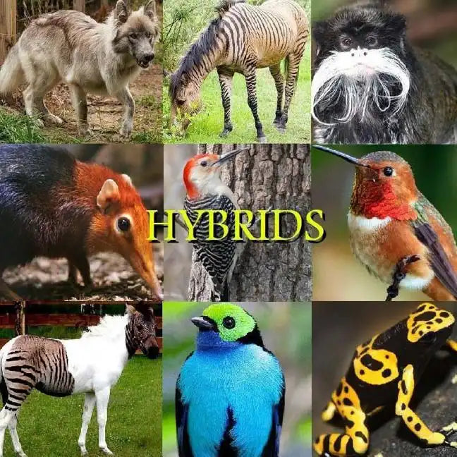 Hybrids - Paperback