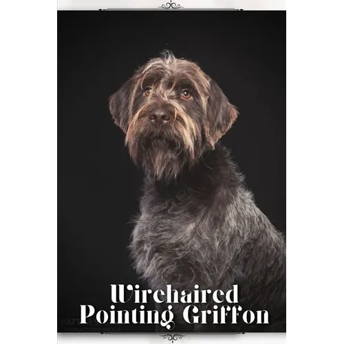 Wirehaired Pointing Griffon: Dog breed overview and guide - Paperback