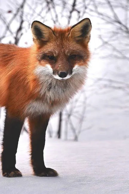 Fox: The Red Fox's Resourcefulness Has Earned It a Legendary Reputation for Intelligence and Cunning. - Paperback