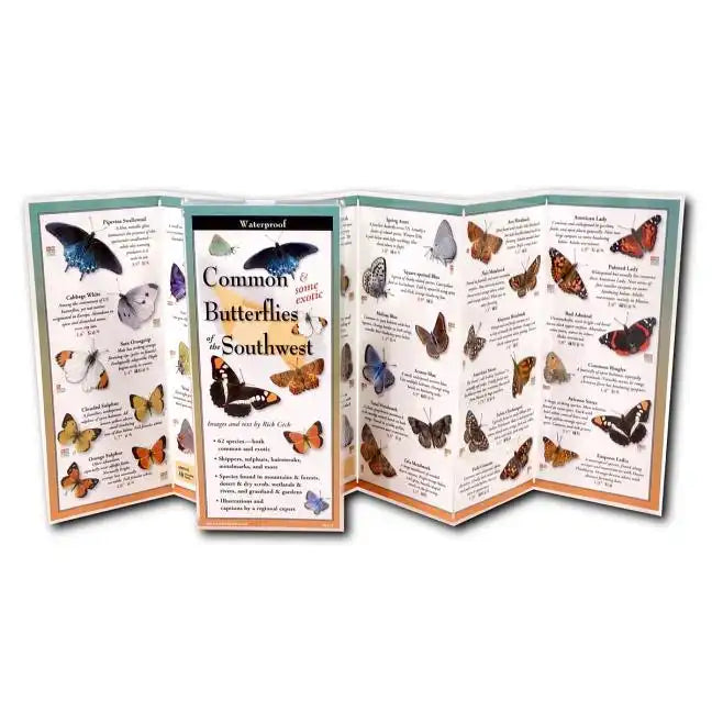 Common Butterflies of the Southwest