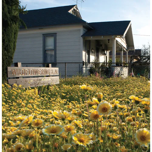 Fritz Haeg: Wildflowering L.A.