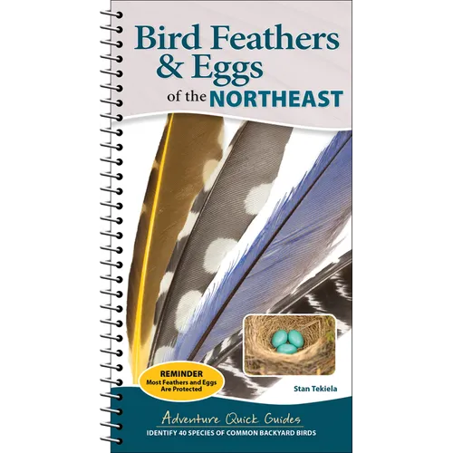 Bird Feathers & Eggs of the Northeast: Identify 40 Species of Common Backyard Birds