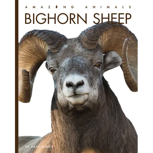 Bighorn Sheep - Paperback