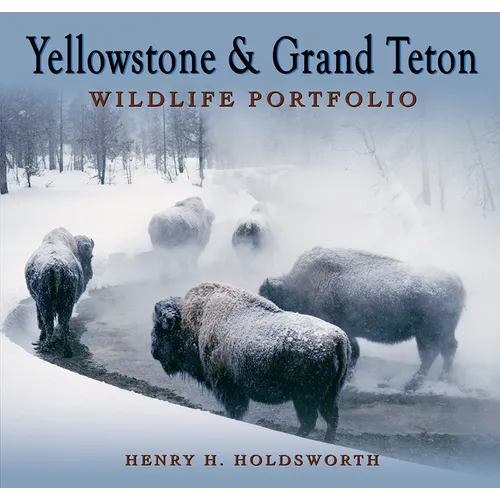 Yellowstone & Grand Teton Wildlife Portfolio (Sc) - Paperback