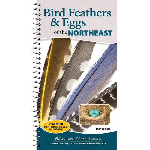 Bird Feathers & Eggs of the Northeast: Identify 40 Species of Common Backyard Birds - Spiral