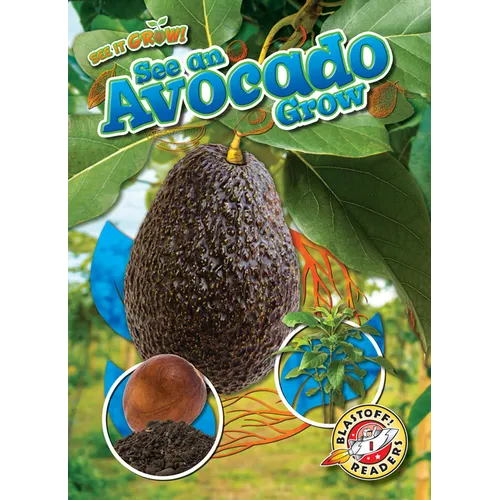 See an Avocado Grow