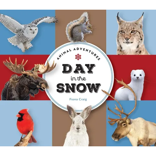 Animal Adventures: Day in the Snow - Board Book