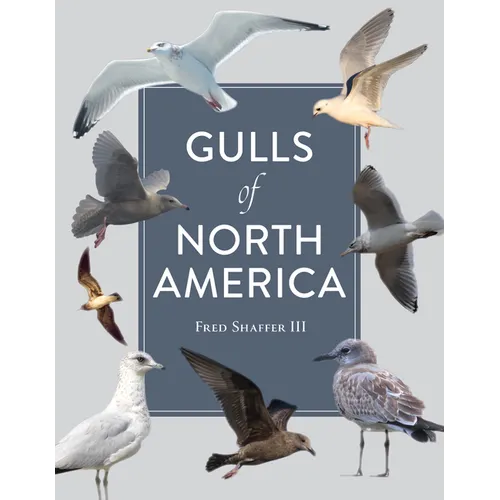 Gulls of North America - Paperback