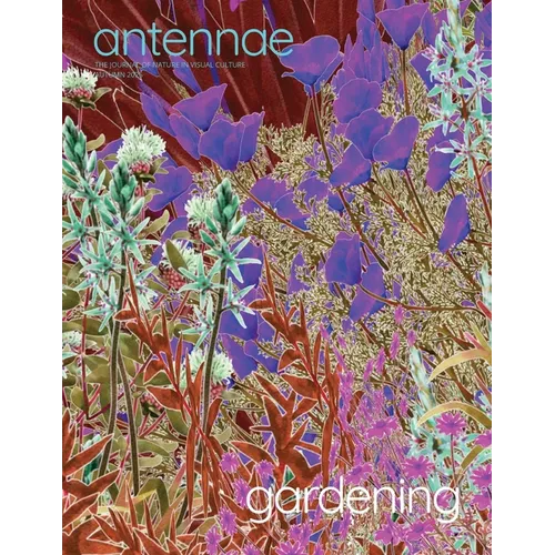 Antennae 