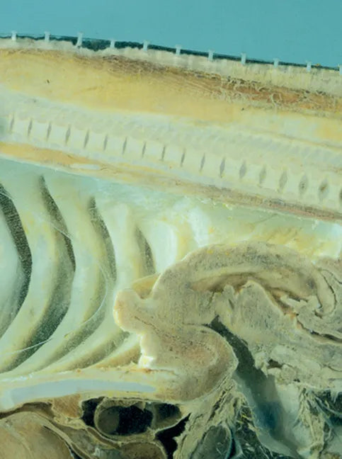 Damien Hirst: Requiem I - Paperback