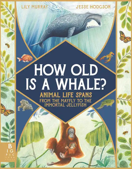 How Old Is a Whale?: Animal Life Spans from the Mayfly to the Immortal Jellyfish - Hardcover