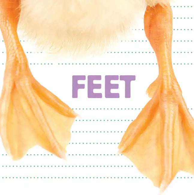Feet - Board Book