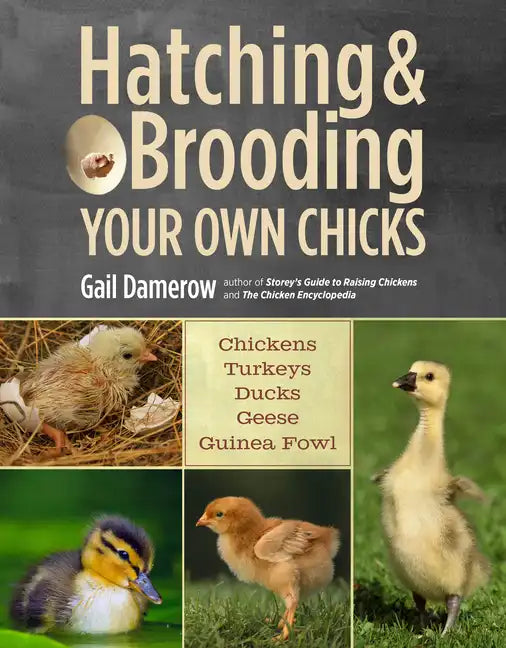 Hatching & Brooding Your Own Chicks: Chickens, Turkeys, Ducks, Geese, Guinea Fowl - Paperback