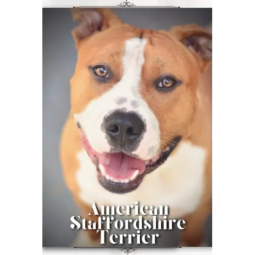 American Staffordshire Terrier: Dog breed overview and guide - Paperback
