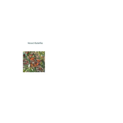 Monarch Butterflies - Paperback