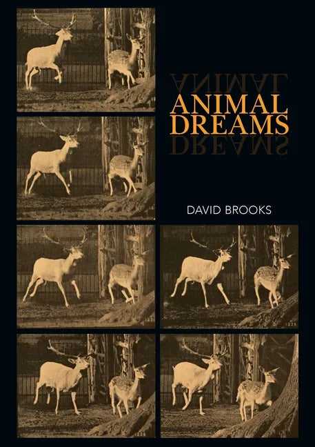 Animal Dreams - Paperback