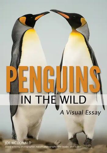 Penguins in the Wild - Paperback