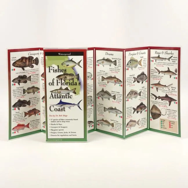 Fishes of Florida's Atlantic Coast