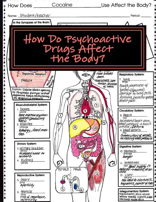 How Do Psychoactive Drugs Affect the Body?: Understanding How Drugs Affect the Synapse and Body Organs - Paperback