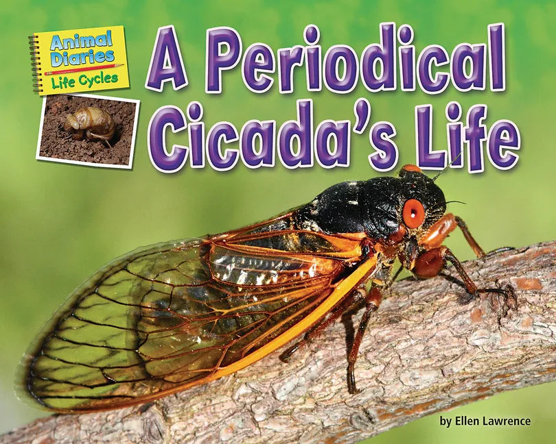 A Periodical Cicada's Life - Paperback