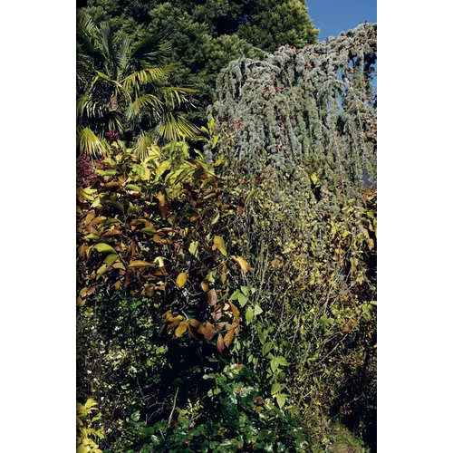 Nicolas Faure: The Order of Things - Hardcover