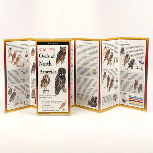 Sibley's Owls of North America