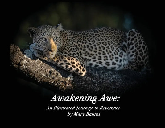 Awakening Awe: An Illustrated Journey to Reverence - Paperback