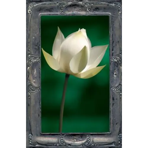 Letting the Lotus Bloom: The Expression of Soul Through Flowers - Paperback